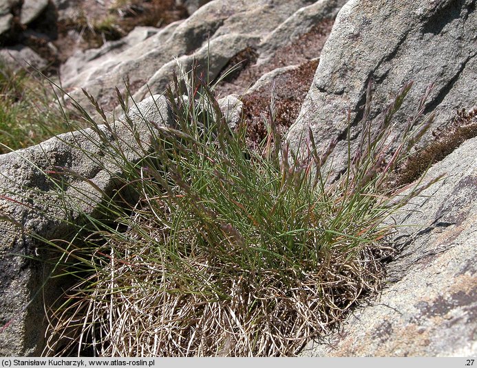 Festuca airoides (kostrzewa niska)