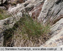 Festuca airoides (kostrzewa niska)