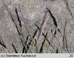 Festuca airoides (kostrzewa niska)