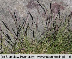 Festuca airoides (kostrzewa niska)