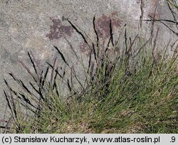 Festuca airoides (kostrzewa niska)