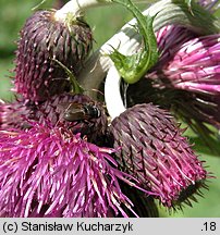 Cirsium waldsteinii