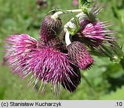 Cirsium waldsteinii