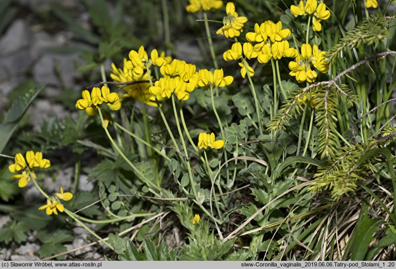 Coronilla vaginalis (cieciorka pochewkowata)