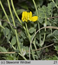 Coronilla vaginalis (cieciorka pochewkowata)