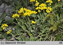 Coronilla vaginalis (cieciorka pochewkowata)