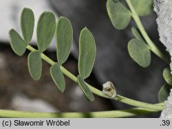 Coronilla vaginalis (cieciorka pochewkowata)