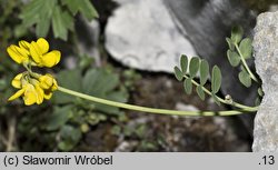 Coronilla vaginalis (cieciorka pochewkowata)