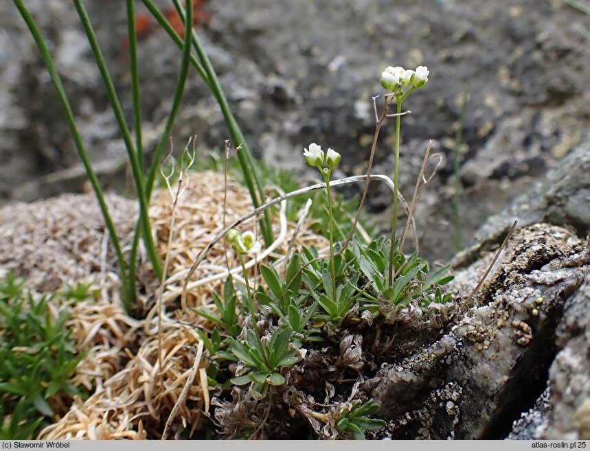 Draba fladnizensis