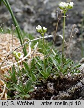 Draba fladnizensis