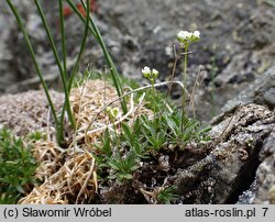 Draba fladnizensis