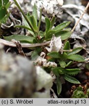 Draba fladnizensis