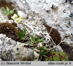 Draba fladnizensis