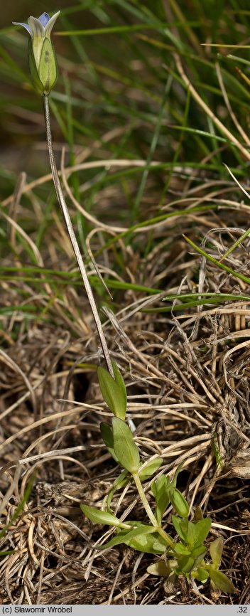 Gentianella tenella (goryczuszka lodnikowa)