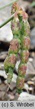 Coronilla vaginalis (cieciorka pochewkowata)