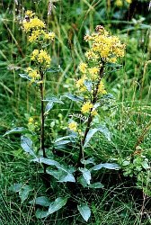 Solidago virgaurea ssp. minuta