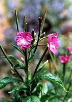 Epilobium hirsutum