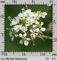 Chaerophyllum aromaticum (świerząbek korzenny)