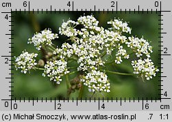 Chaerophyllum aromaticum (świerząbek korzenny)