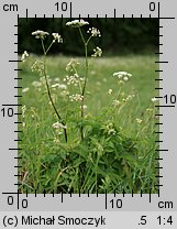 Chaerophyllum aromaticum (świerząbek korzenny)