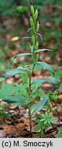 Cephalanthera damasonium (buławnik wielkokwiatowy)