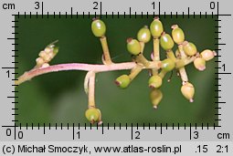 Actaea spicata (czerniec gronkowy)