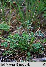 Sanguisorba minor (krwiściąg mniejszy)