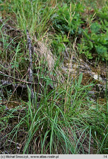 Bromus erectus (stokłosa prosta)