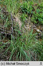 Bromus erectus (stokłosa prosta)