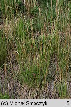 Bromus erectus (stokłosa prosta)