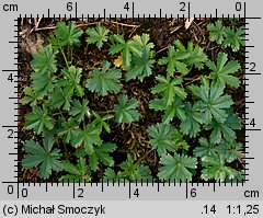 Potentilla neumanniana (pięciornik wiosenny)