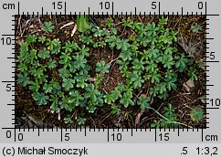 Potentilla neumanniana (pięciornik wiosenny)