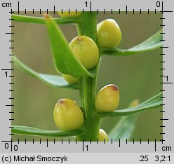 Lilium bulbiferum (lilia bulwkowata)