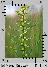 Lilium bulbiferum (lilia bulwkowata)