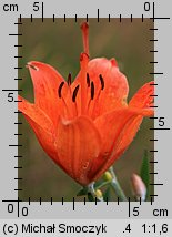 Lilium bulbiferum (lilia bulwkowata)