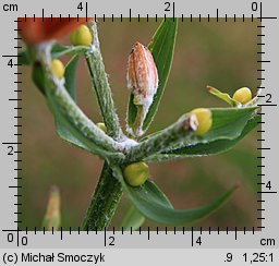 Lilium bulbiferum (lilia bulwkowata)