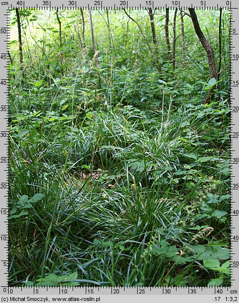 Poa remota (wiechlina odległokłosa)