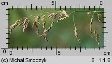 Poa remota (wiechlina odległokłosa)