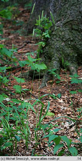 Hordelymus europaeus (jęczmieniec zwyczajny)