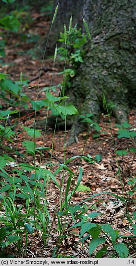 Hordelymus europaeus (jęczmieniec zwyczajny)