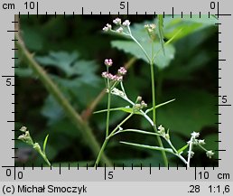 Torilis japonica (kłobuczka pospolita)