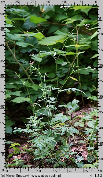 Torilis japonica (kłobuczka pospolita)