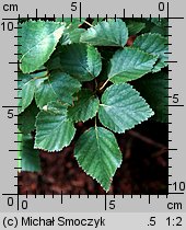 Betula pubescens ssp. carpatica (brzoza omszona karpacka)