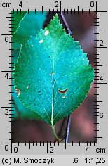 Betula pubescens ssp. carpatica (brzoza omszona karpacka)