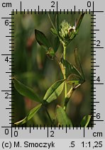 Trifolium ochroleucon (koniczyna żółtobiała)