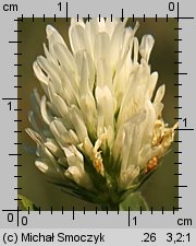 Trifolium ochroleucon (koniczyna żółtobiała)