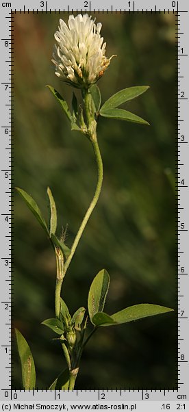 Trifolium ochroleucon (koniczyna żółtobiała)