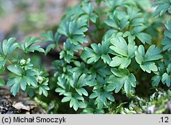 Adoxa moschatellina (piżmaczek wiosenny)