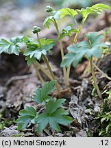 Adoxa moschatellina (piżmaczek wiosenny)