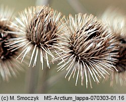 Arctium lappa (łopian większy)